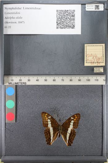 Media type: image;   Entomology 141141
